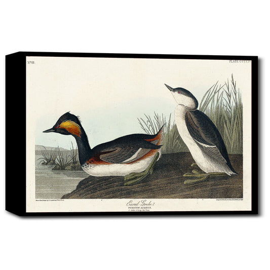 Eared Grebe by John J. Audubon