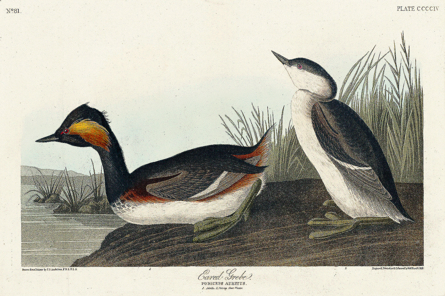 A printed art piece featuring two eared grebes, with a black frame, depicting detailed bird illustrations against a light background.