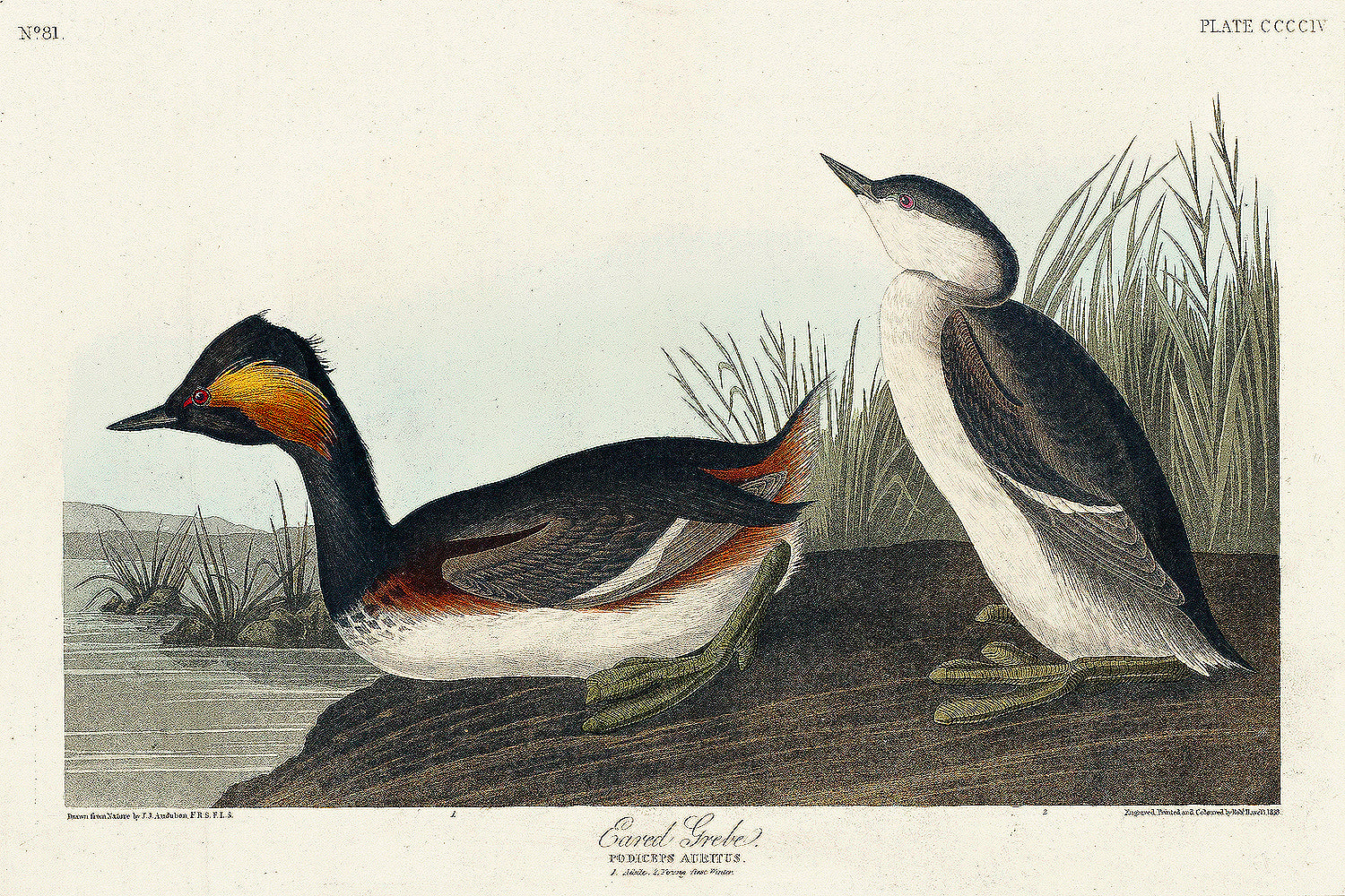 A printed art piece featuring two eared grebes, with a black frame, depicting detailed bird illustrations against a light background.