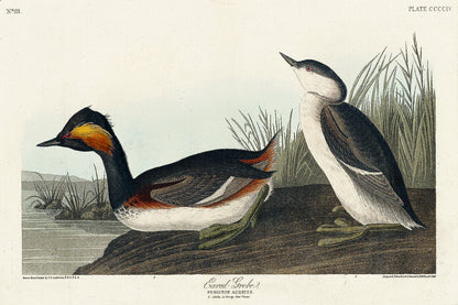 A printed art piece featuring two eared grebes, with a black frame, depicting detailed bird illustrations against a light background.