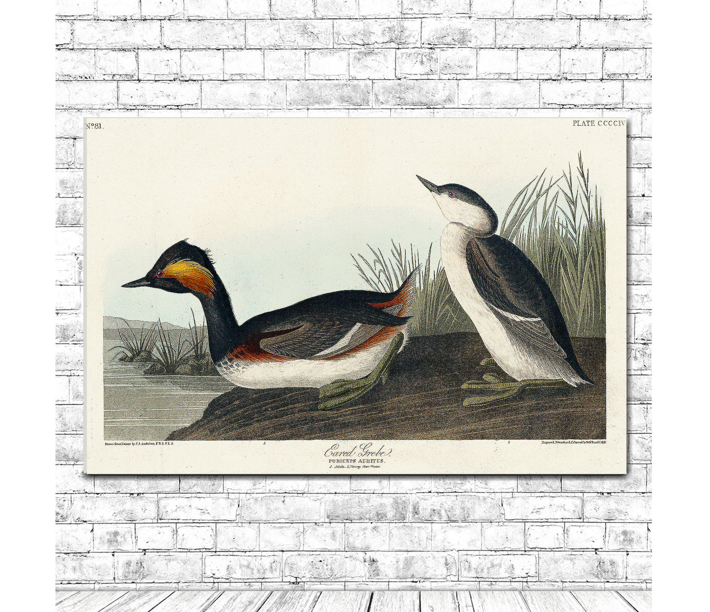 A printed art piece featuring two eared grebes, with a black frame, depicting detailed bird illustrations against a light background.