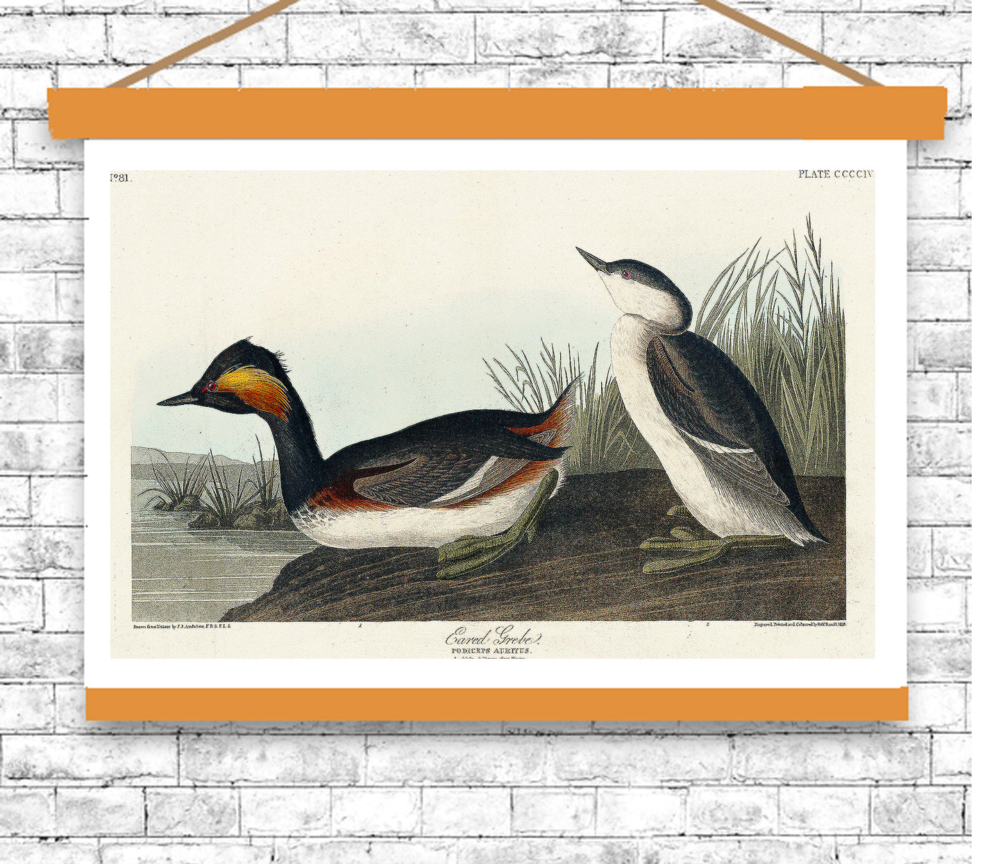 Vintage-style illustration of two ducks on a white brick wall background