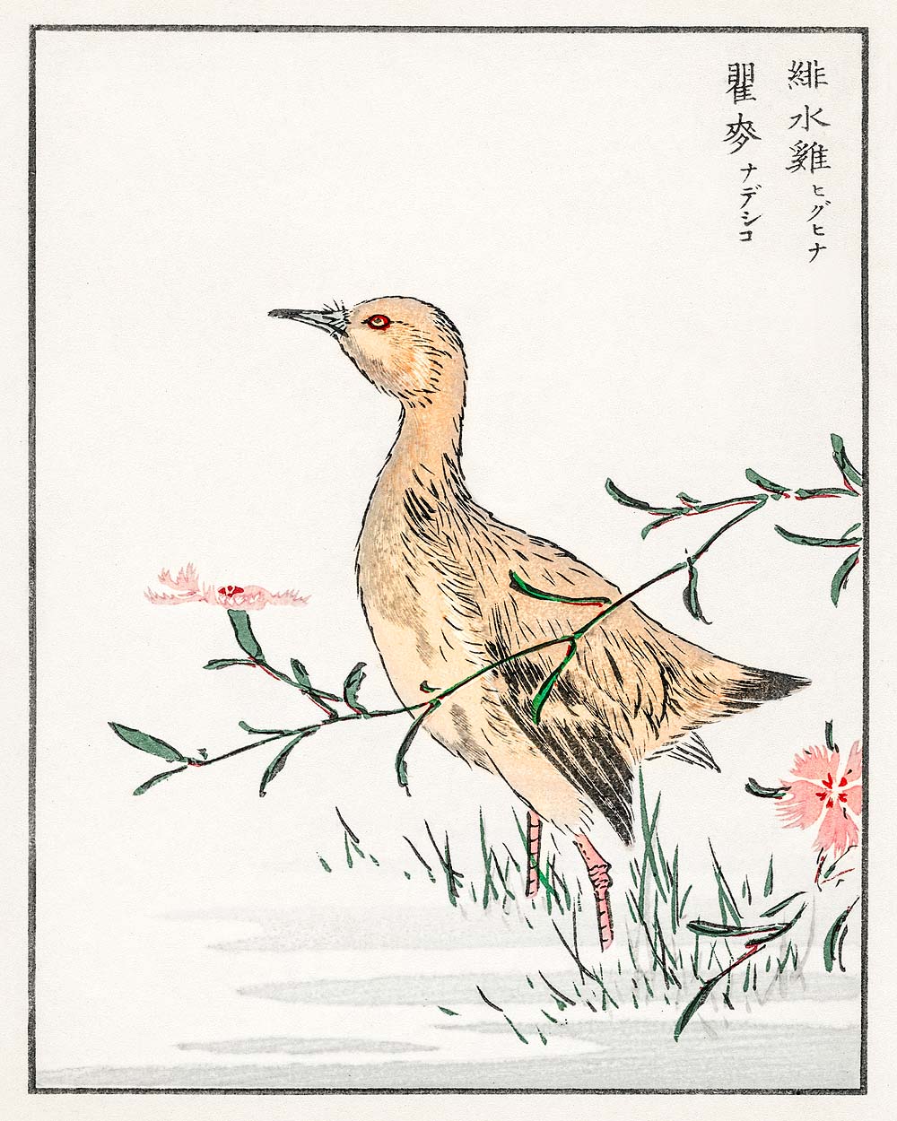 Eastern Redshank and Pink Flower by Numata Kashyu - Buy Print Only or Mounted with Choice of Accent Color