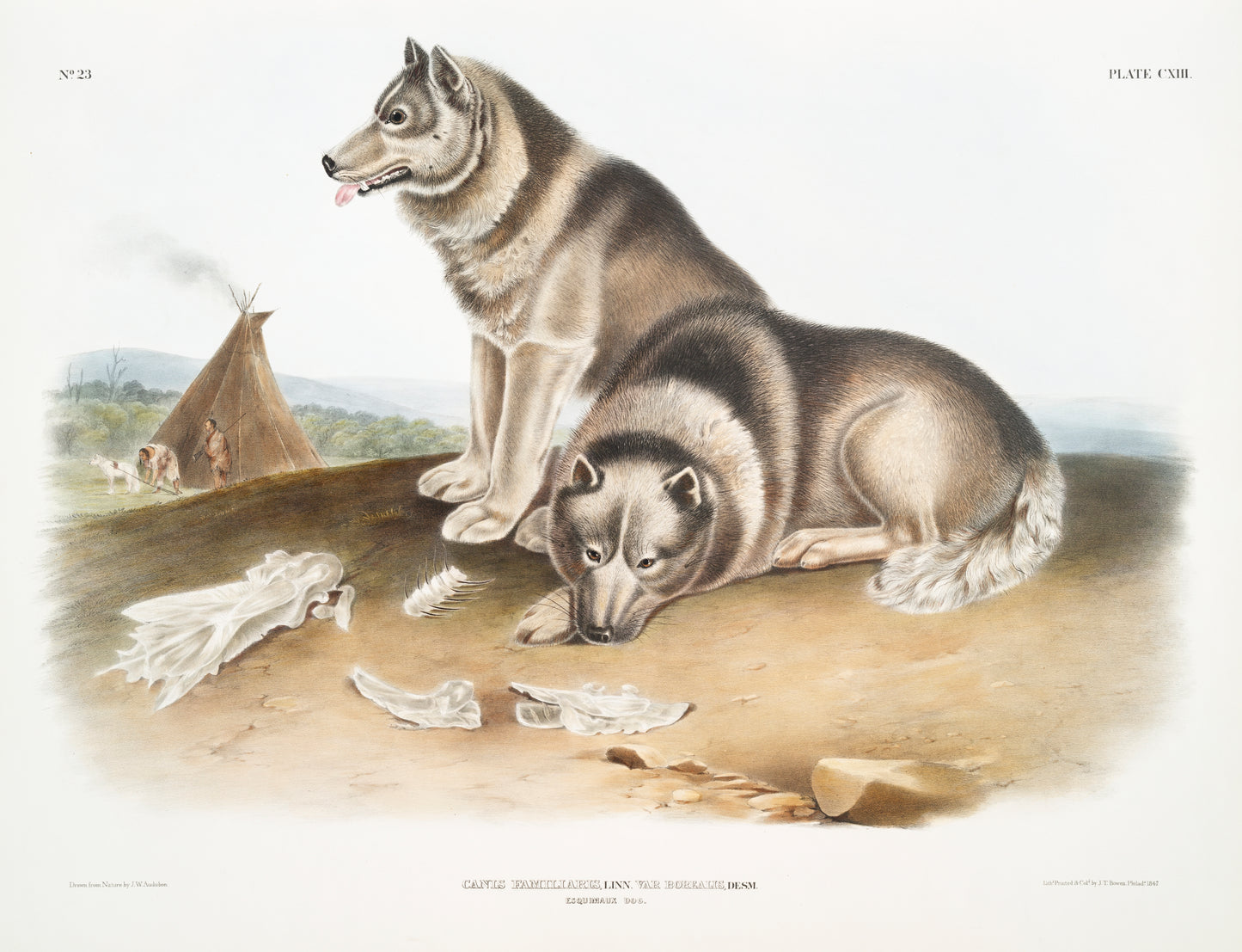 Esquimaux Dog (Canis familiaris) by John James Audubon