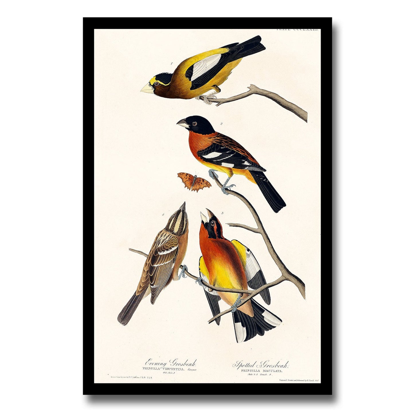 Crested Titmouse by John J. Audubon
