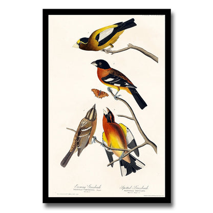 Crested Titmouse by John J. Audubon