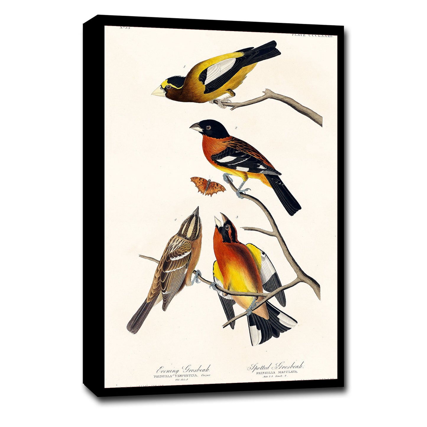 A framed print featuring illustrations of Evening Grosbeak and Spotted Grosbeak birds along with a butterfly, based on the artwork of John J. Audubon.