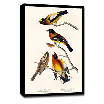 A framed print featuring illustrations of Evening Grosbeak and Spotted Grosbeak birds along with a butterfly, based on the artwork of John J. Audubon.
