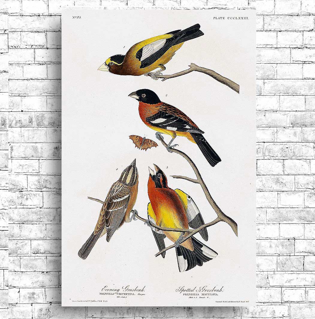 Evening Grosbeak and Spotted Grosbeak by John J. Audubon
