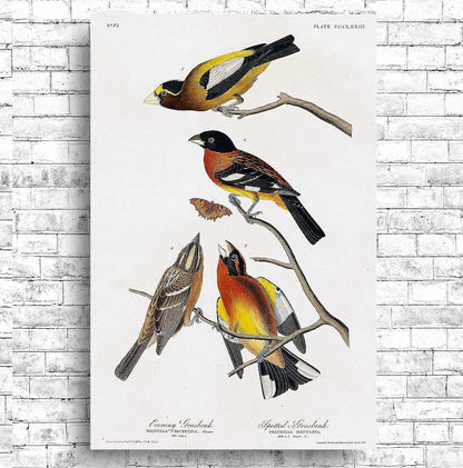 Evening Grosbeak and Spotted Grosbeak by John J. Audubon