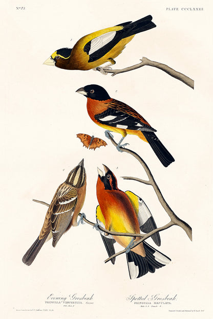A framed print featuring illustrations of Evening Grosbeak and Spotted Grosbeak birds along with a butterfly, based on the artwork of John J. Audubon.