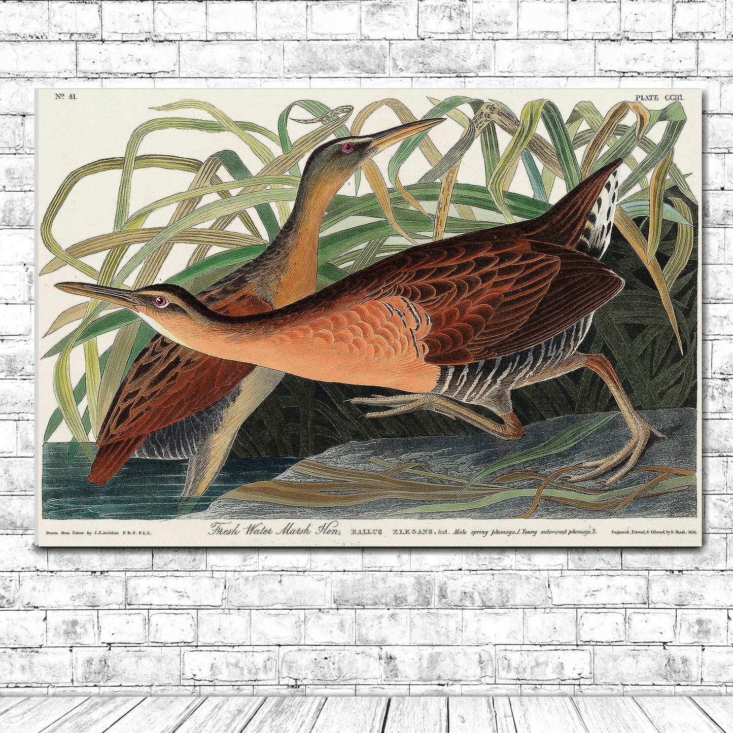 Fresh Water Marsh Hen by John J. Audubon