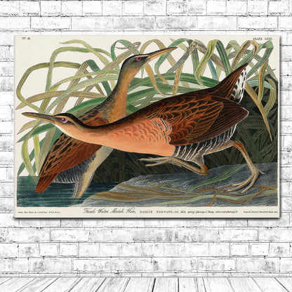 Fresh Water Marsh Hen by John J. Audubon