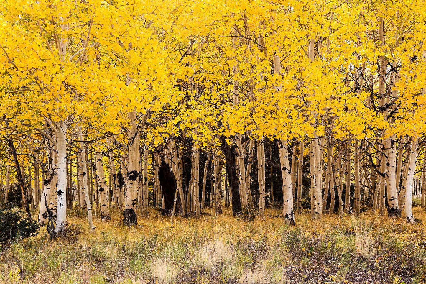 Fall Aspen in San Juan County Colorado