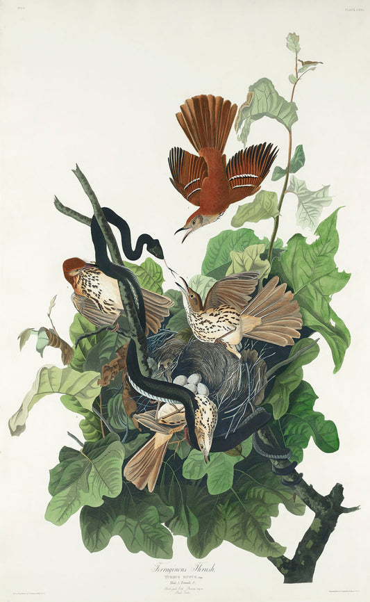 Ferruginous Thrush from Birds of America (1827) by John James Audubon