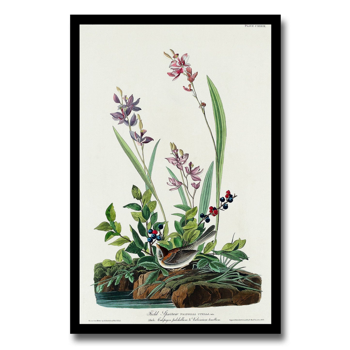 Field Sparrow by John J. Audubon