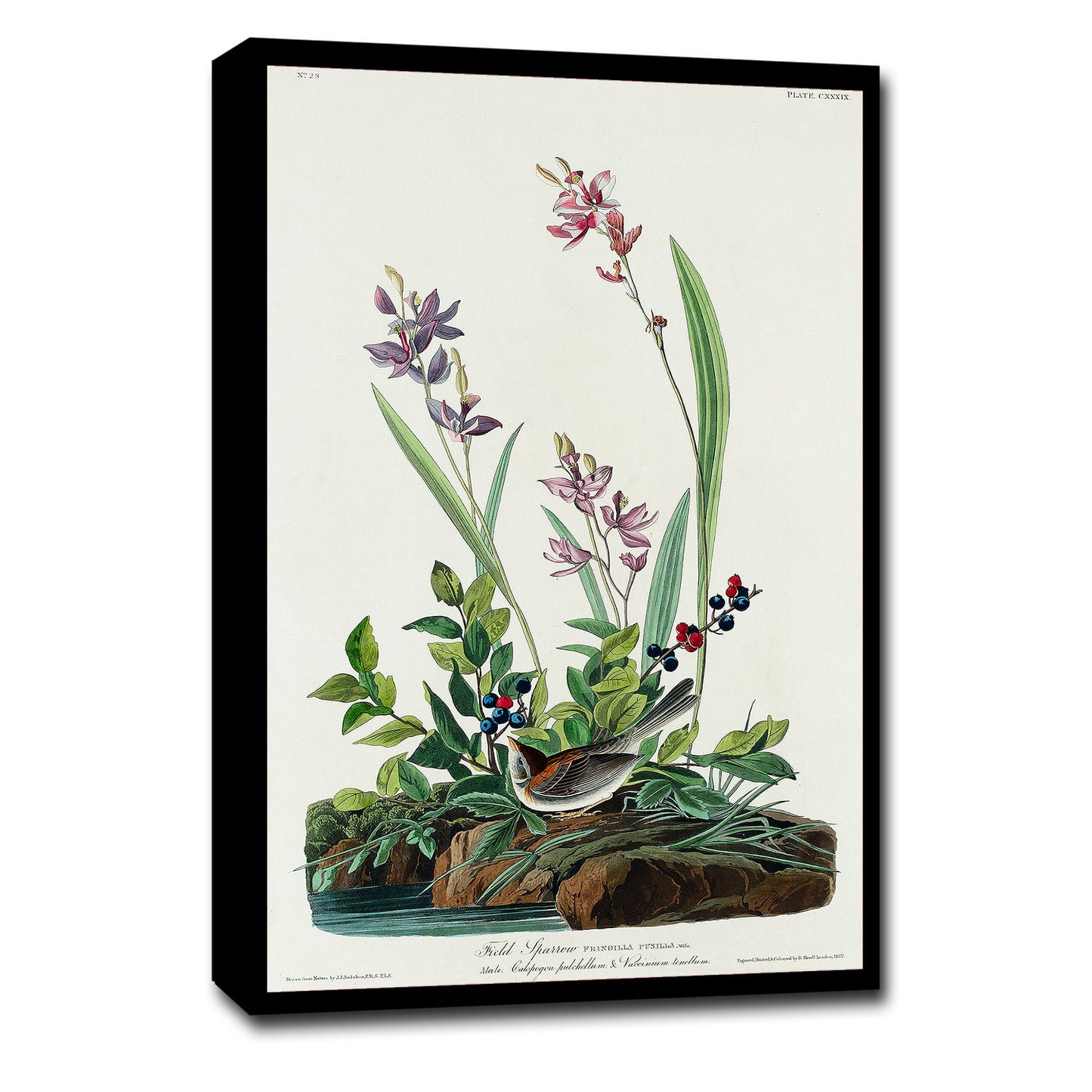 A framed print depicting a field sparrow among flowers, following the artistic style of John J. Audubon.