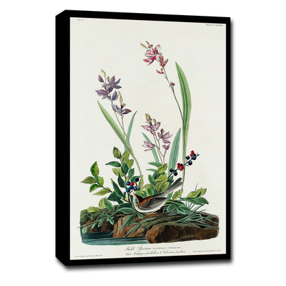 A framed print depicting a field sparrow among flowers, following the artistic style of John J. Audubon.