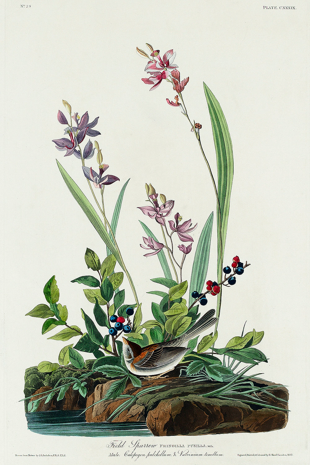 A framed print depicting a field sparrow among flowers, following the artistic style of John J. Audubon.