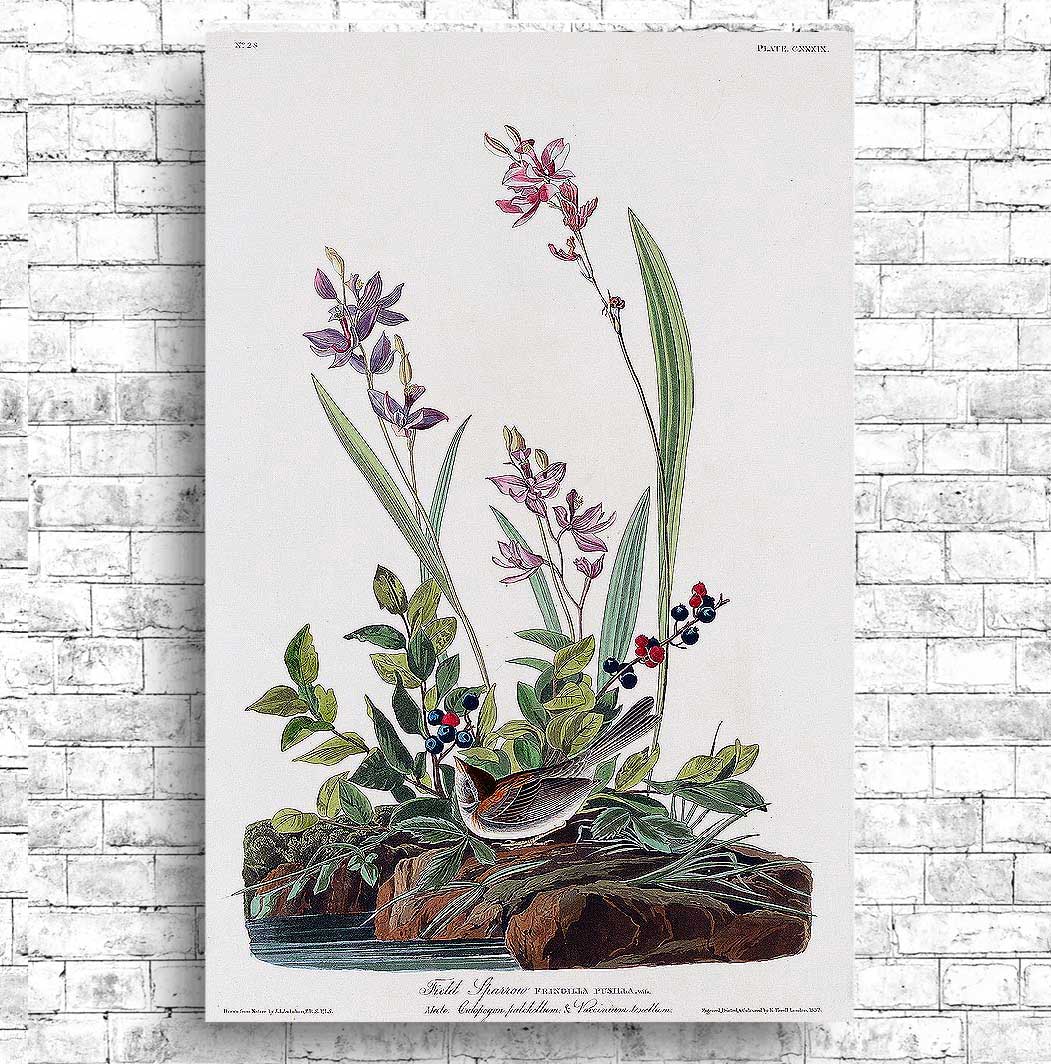 Field Sparrow by John J. Audubon