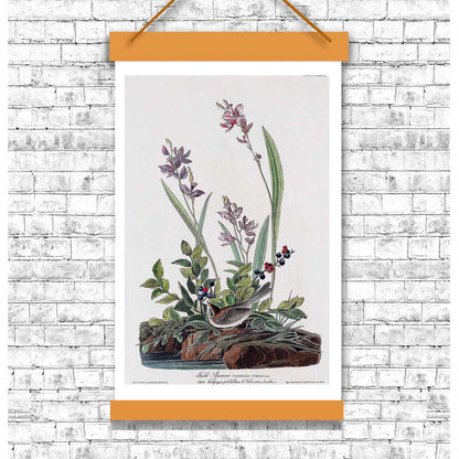 Field Sparrow by John J. Audubon