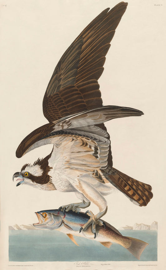 Fish Hawk, or Osprey from Birds of America (1827) by John James Audubon