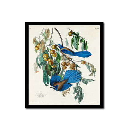 Florida Jay by John J. Audubon