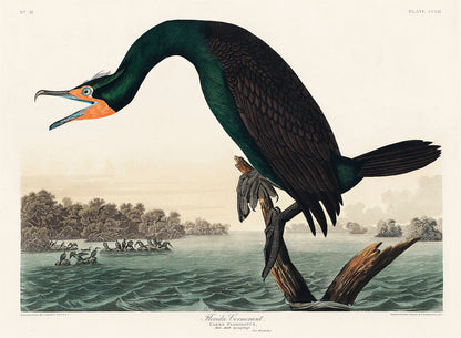 A printed art piece featuring a cormorant bird perched on a branch with a body of water and land in the background.