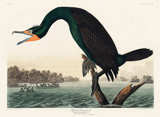 Florida Cormorant from Birds of America (1827) by John James Audubon