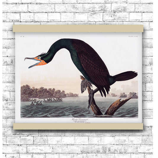 Florida Cormorant from Birds of America (1827) by John James Audubon
