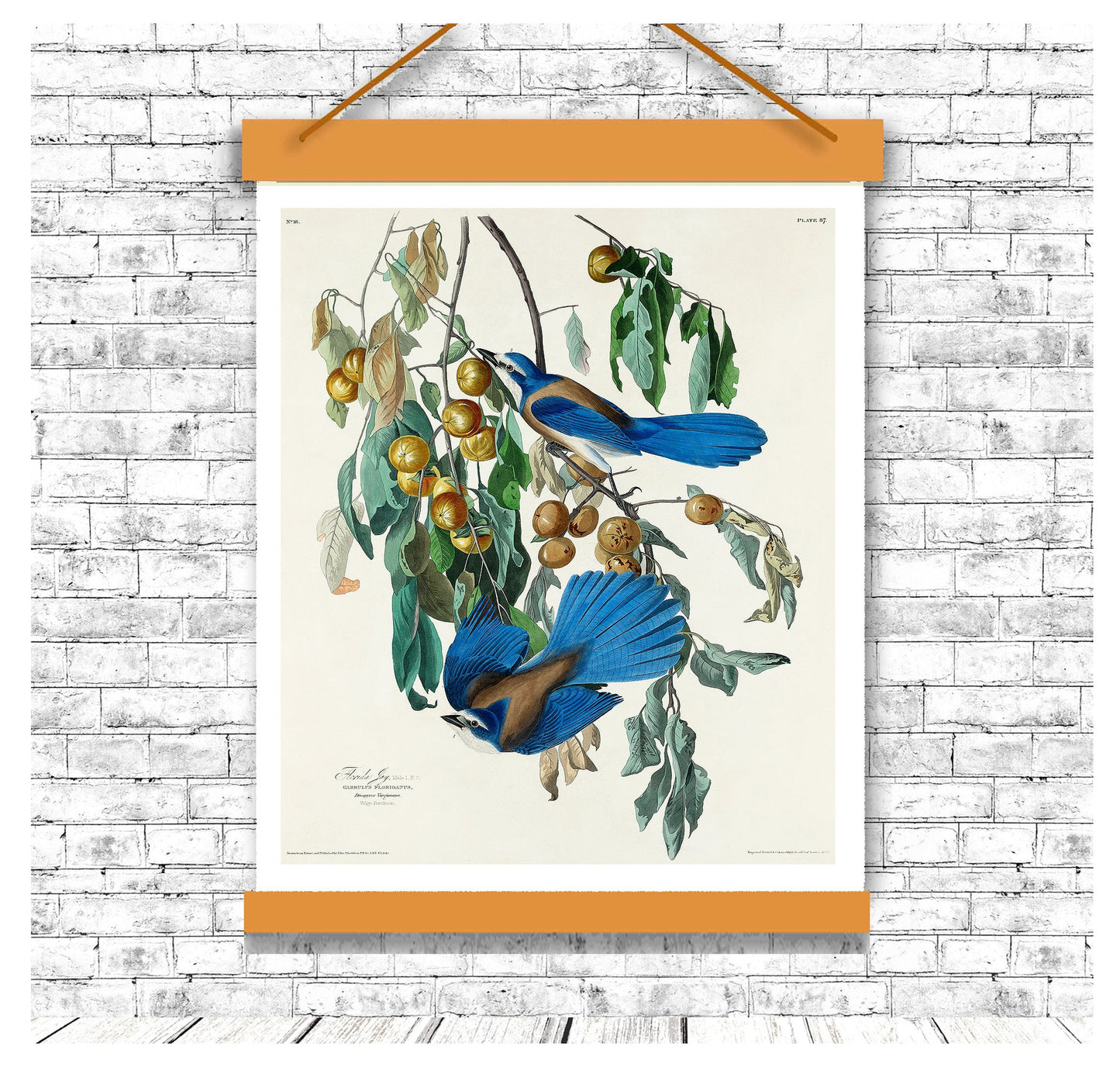 Florida Jay by John J. Audubon