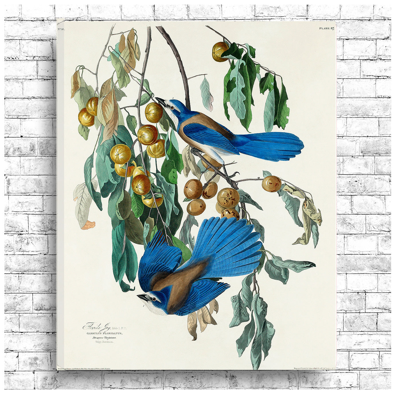 Florida Jay by John J. Audubon