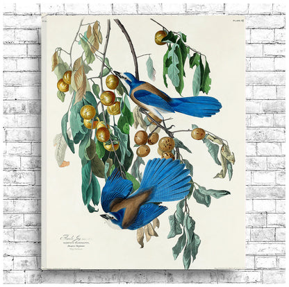 Florida Jay by John J. Audubon
