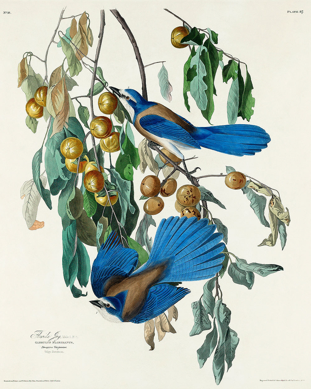 Florida Jay by John J. Audubon