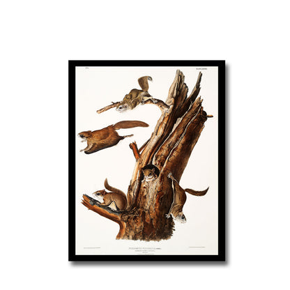 Hudson's Bay and Chickaree Red Squirrel by John J. Audubon