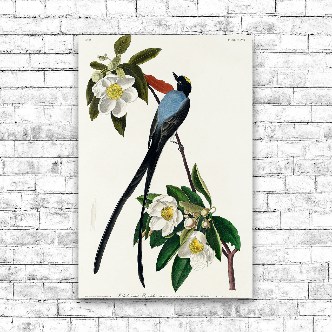 Fork-tailed Flycatcher by John J. Audubon