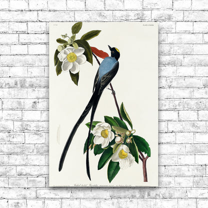Fork-tailed Flycatcher by John J. Audubon