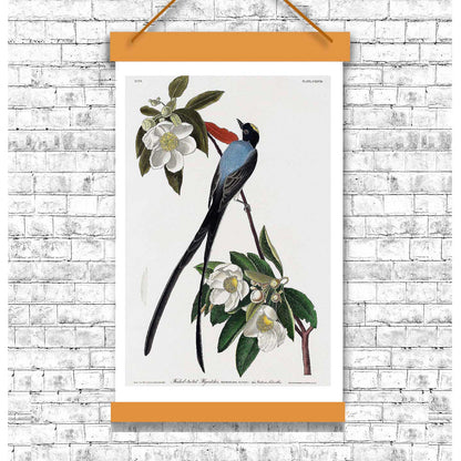 Fork-tailed Flycatcher by John J. Audubon