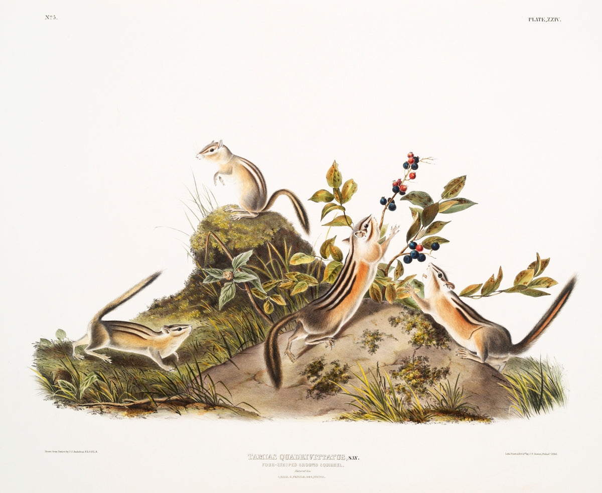 Four-striped Ground Squirrel (Tamias quadrivitatus) by John James Audubon