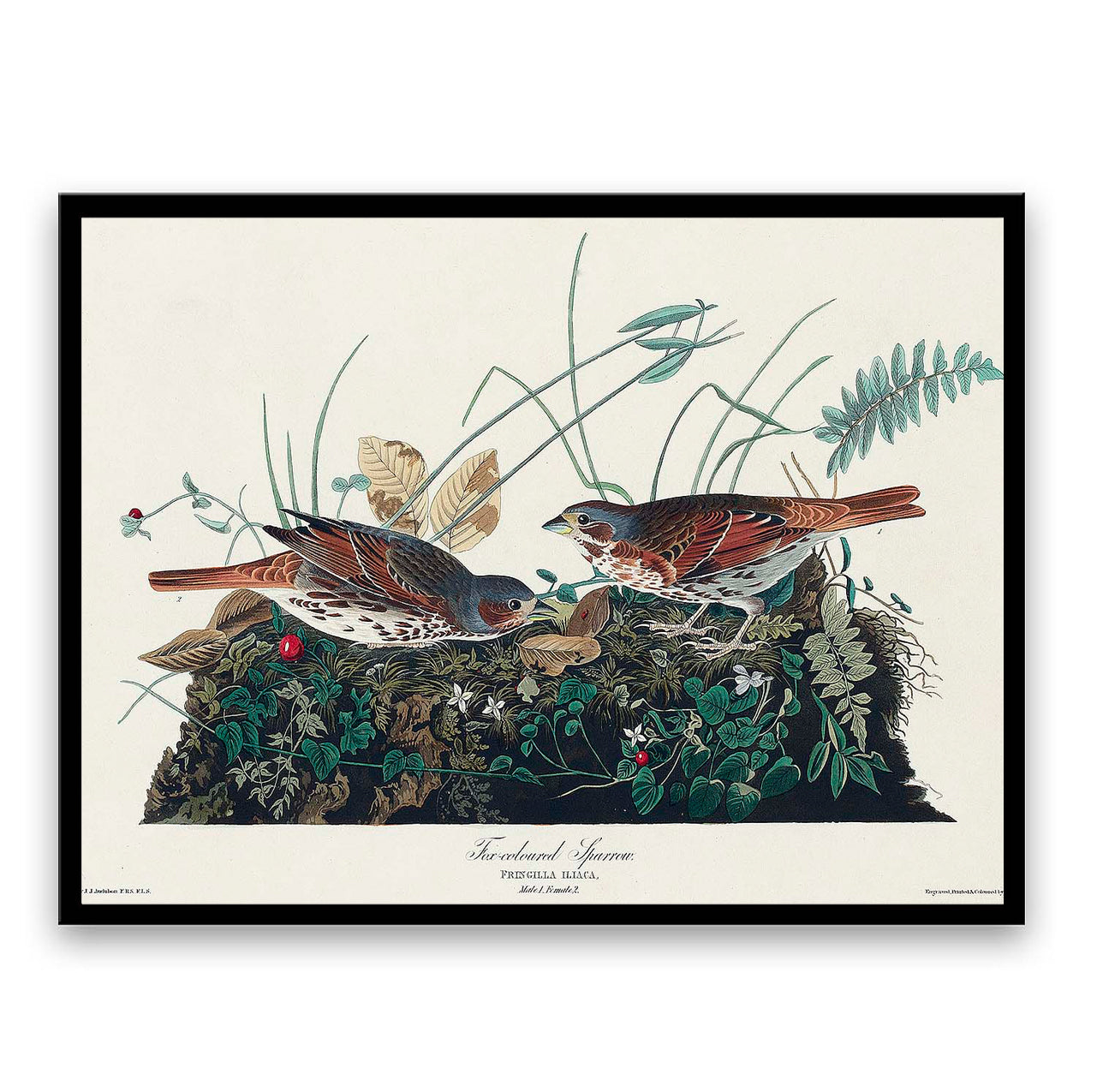 Fox-coloured Sparrow by John J. Audubon  | Choose Style | Size & Trim Color