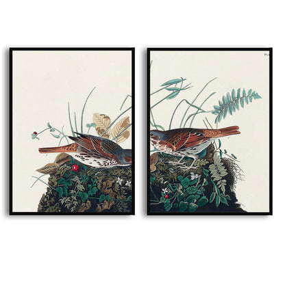 Fox-coloured Sparrow by John J. Audubon  | Choose Style | Size & Trim Color