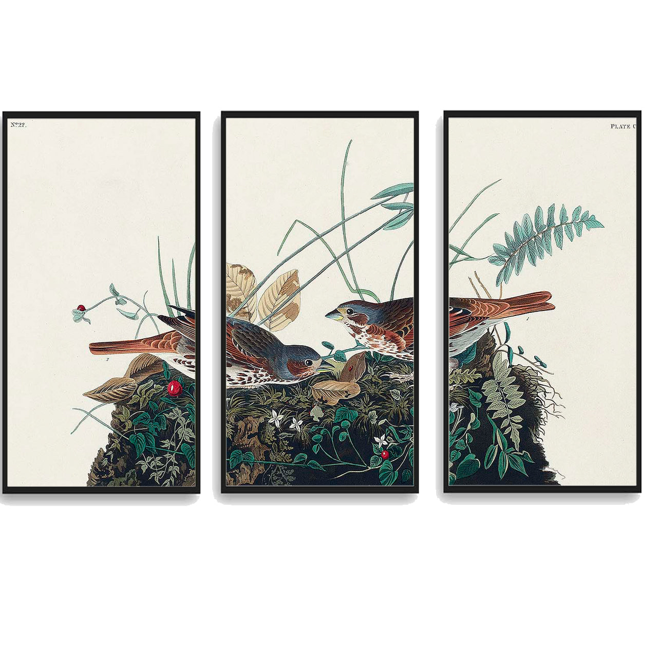 Fox-coloured Sparrow by John J. Audubon  | Choose Style | Size & Trim Color