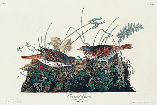 Fox-coloured Sparrow from Birds of America (1827) by John James Audubon