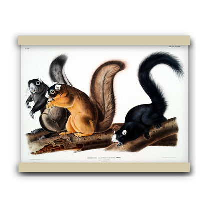 Fox Squirrel (Sciurus capistratus) by John James Audubon | Hanging Canvas Art | Choice of Board Colors