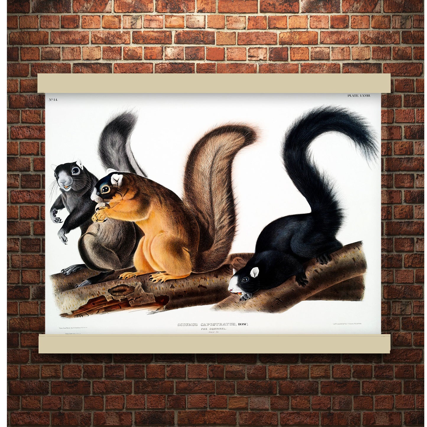 Fox Squirrel (Sciurus capistratus) by John James Audubon | Hanging Canvas Art | Choice of Board Colors
