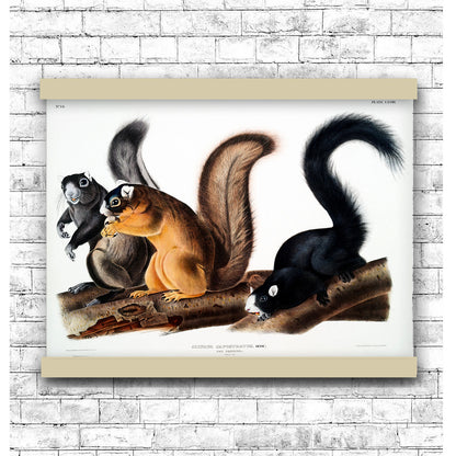 Fox Squirrel (Sciurus capistratus) by John James Audubon | Hanging Canvas Art | Choice of Board Colors