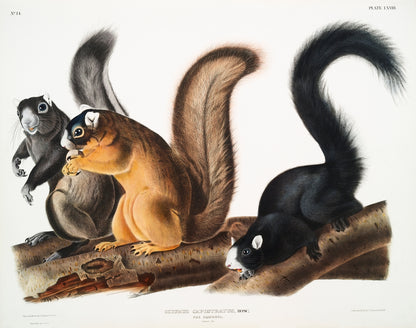A color print of three squirrels on a branch, showcasing detailed artwork with naturalistic colors.