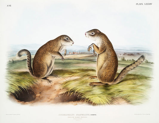 Franklin's Marmot Squirrel (Spermophilus Franklinii) by John James Audubon