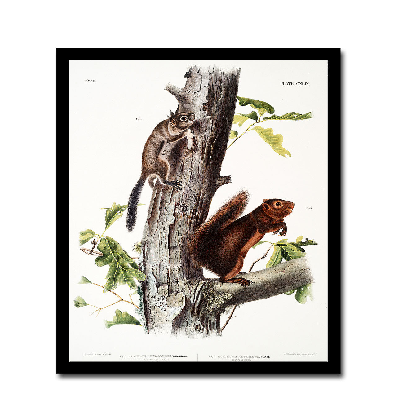 Hare Squirrel by John J. Audubon