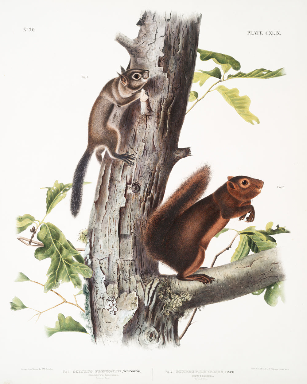 American Squirrels by John J. Audubon #2